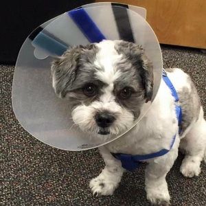 Meet your Posher, Vernon